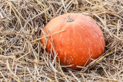 Stock Pumpkin fall
