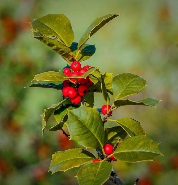 5 HOLIDAY PLANTS THAT ARE PRETTY BUT POISONOUS FOR OUR PETS - Susan Wilking Horan